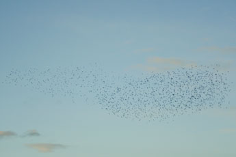 Murmuration at Rottingdean