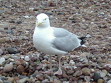 On Brighton Beach