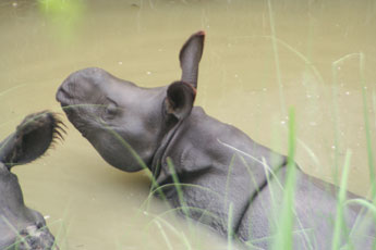 Baby Rhino