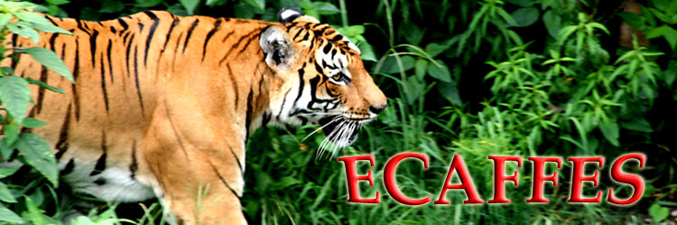 Ecaffes logo
