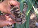 Jaguar&rsquo;s Paw