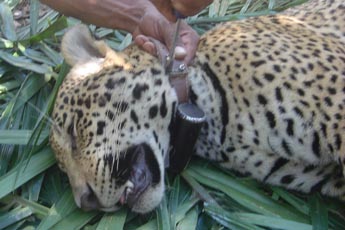 Jaguar being fitted with a microchip