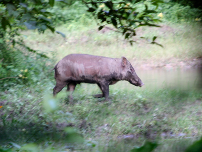 Wild Boar