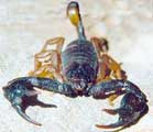 scorpion found in the UK