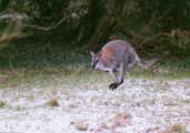 Jumping Wallaby